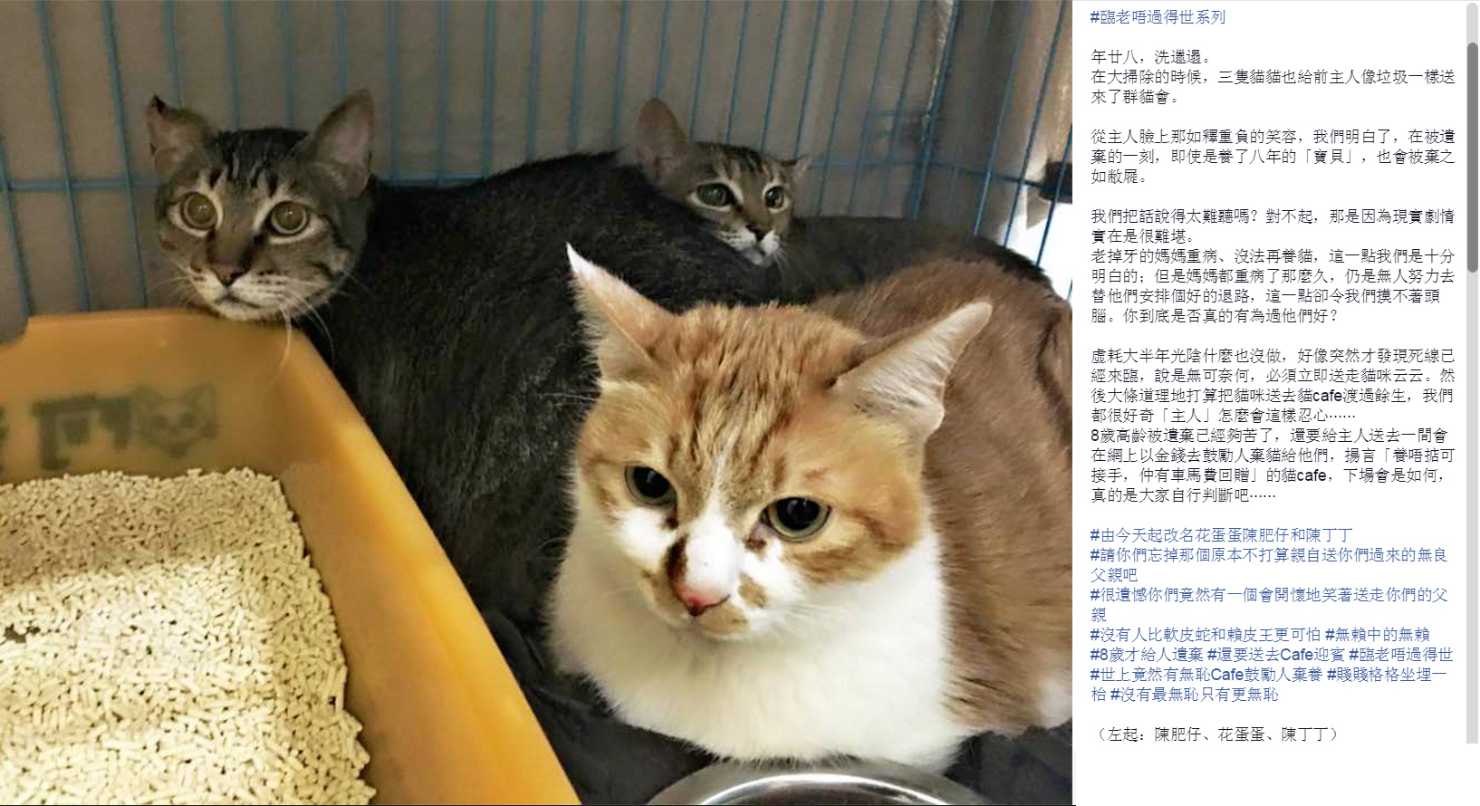 圖片來源：香港群貓會./Facebook
