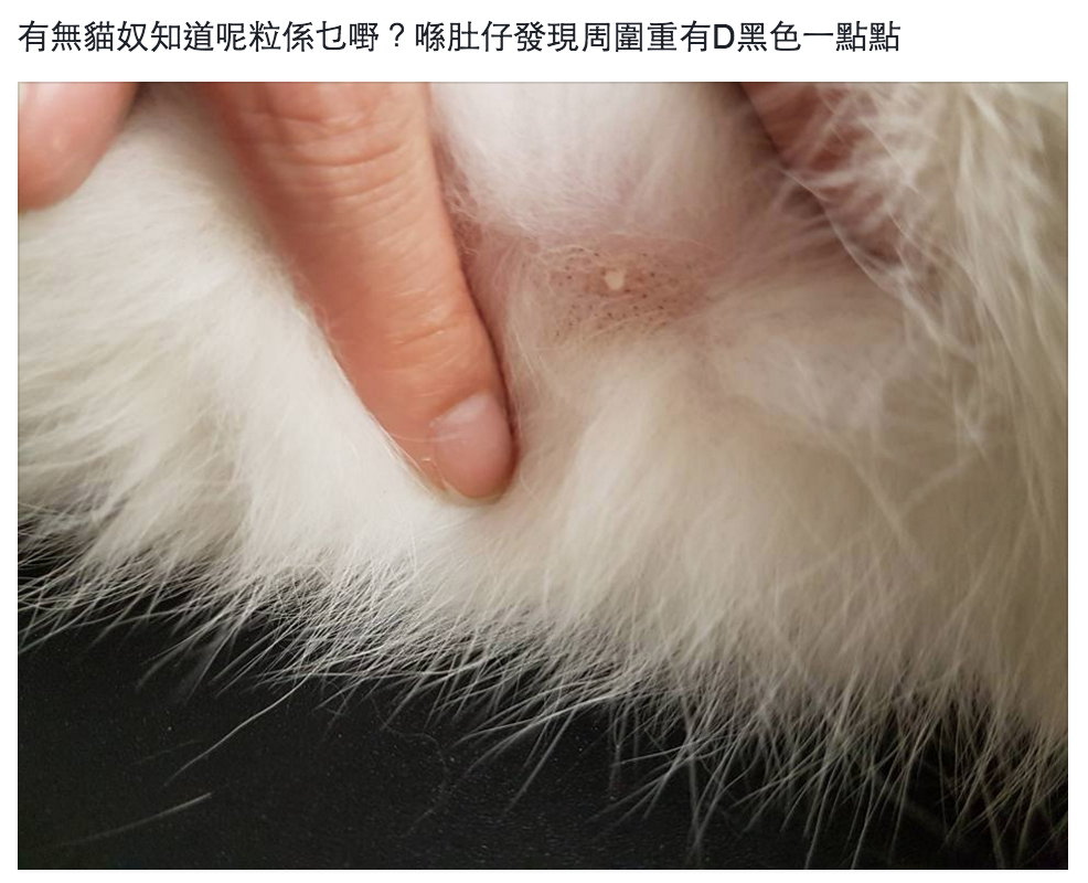 圖片來源：Van Liu‎／天下貓貓一樣貓