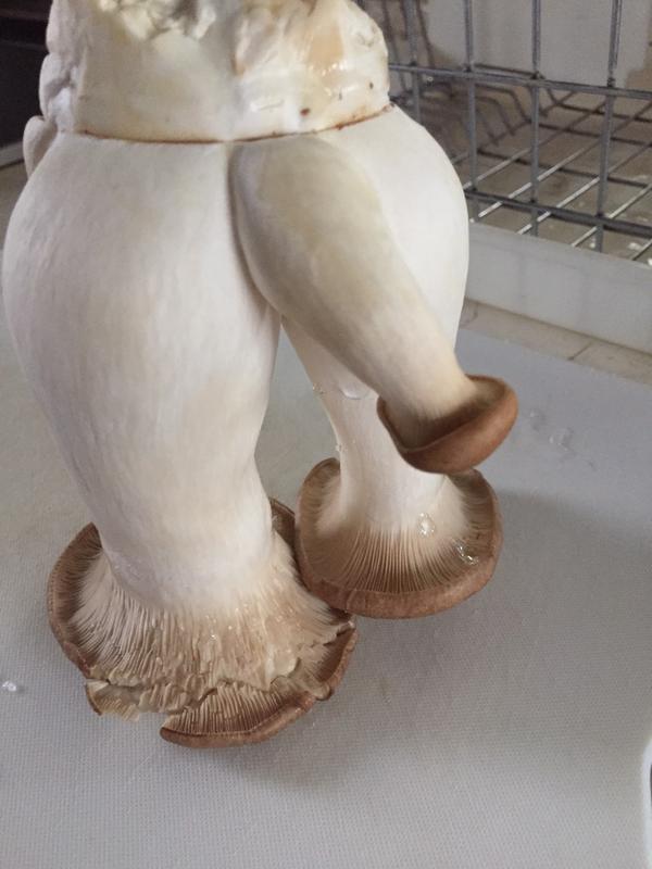 圖片來源: twitter@mu9ree_2