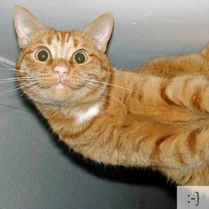 圖片來源:about.cats-paradise.net