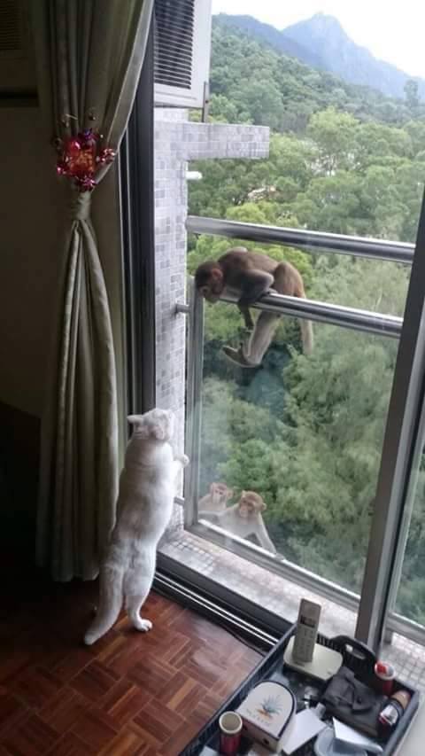 圖片來源: Shailene Tang/Tai Po 大埔