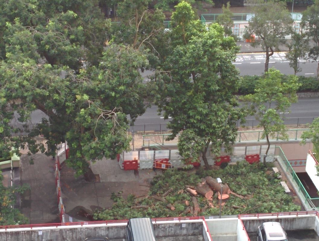 圖片來源:TszLam Wong/上水人大聯盟