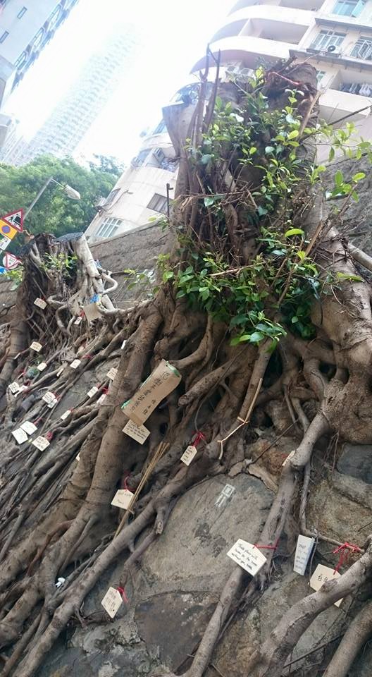 圖片來源:Tsui Ho Yee/西環變幻時