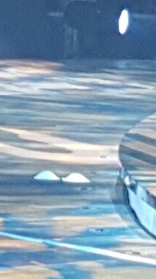 圖片來源：蘋果日報