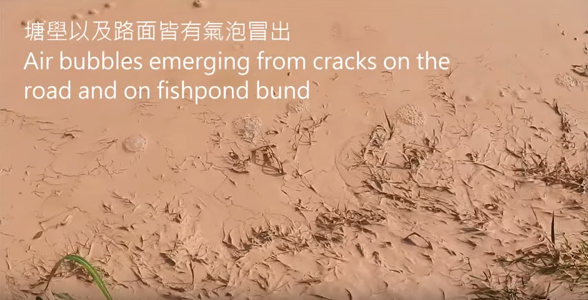 圖片來源:香港觀鳥會