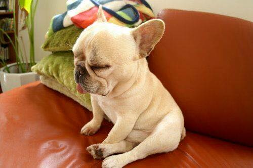 圖片來源：台灣達人秀