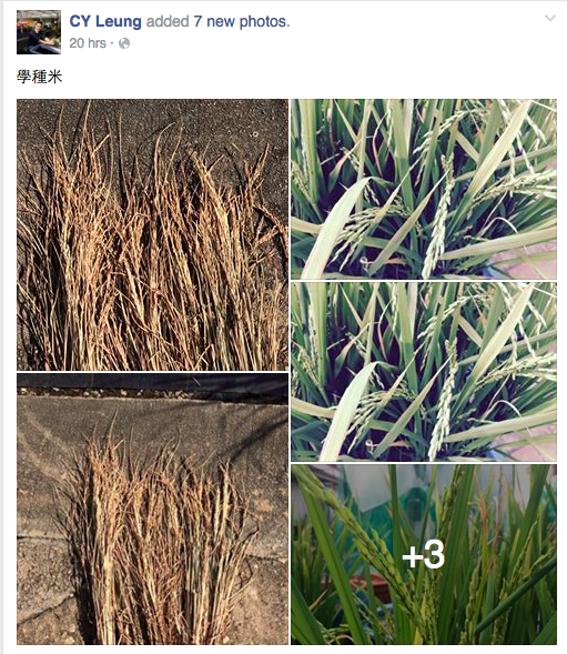 圖片來源：梁振英facebook