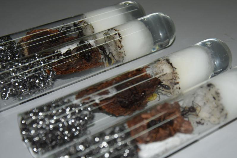 圖片來源：中新網