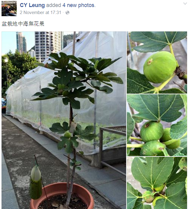 圖片來源：CY Leung