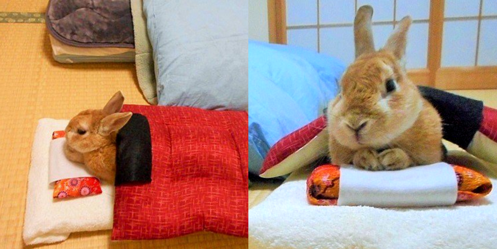 圖片來源:goen0414/twitter