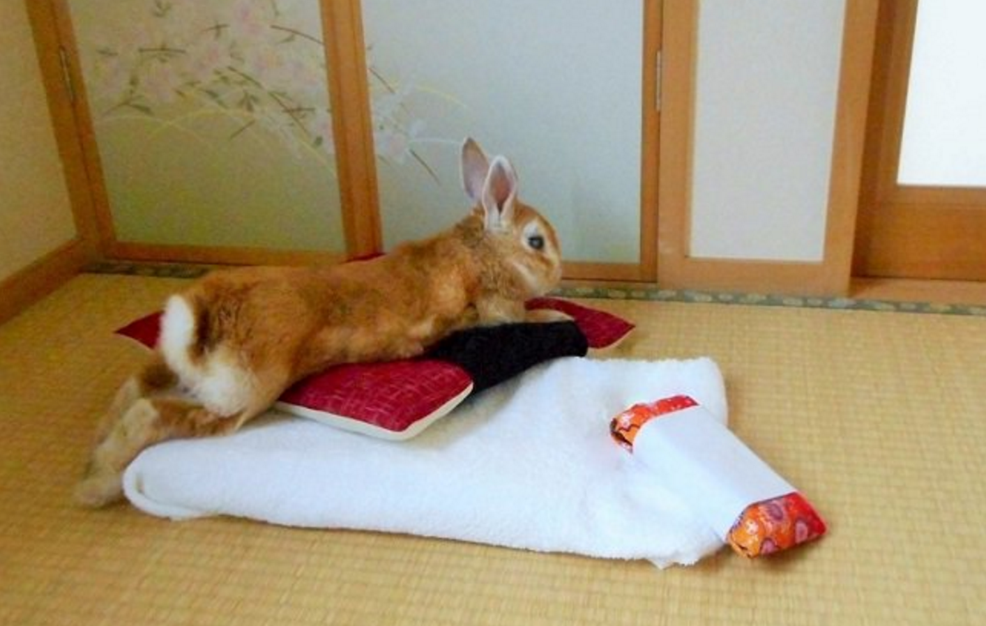 圖片來源:goen0414/twitter