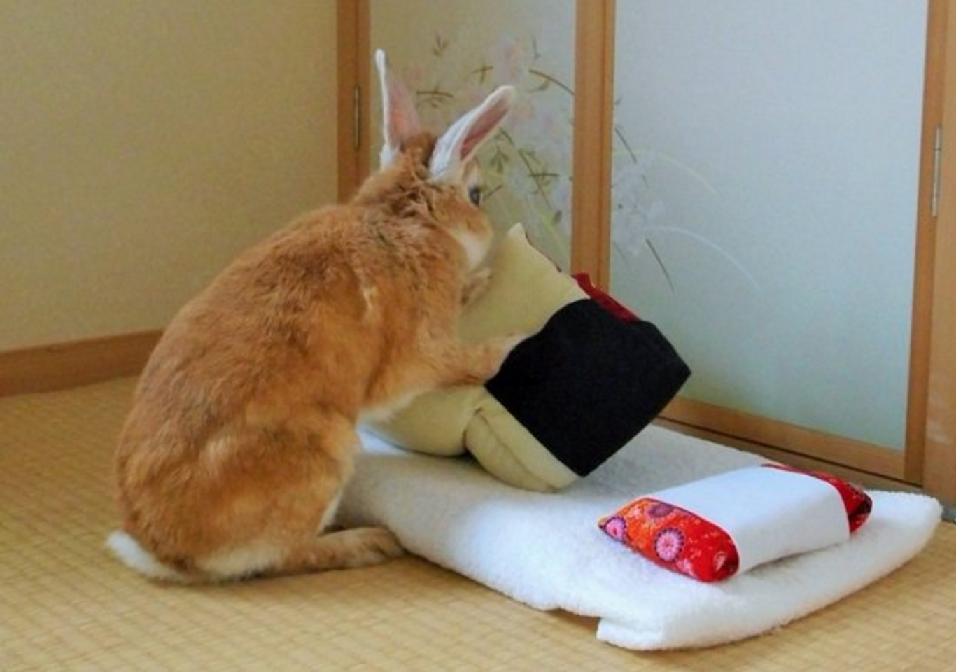 圖片來源:goen0414/twitter