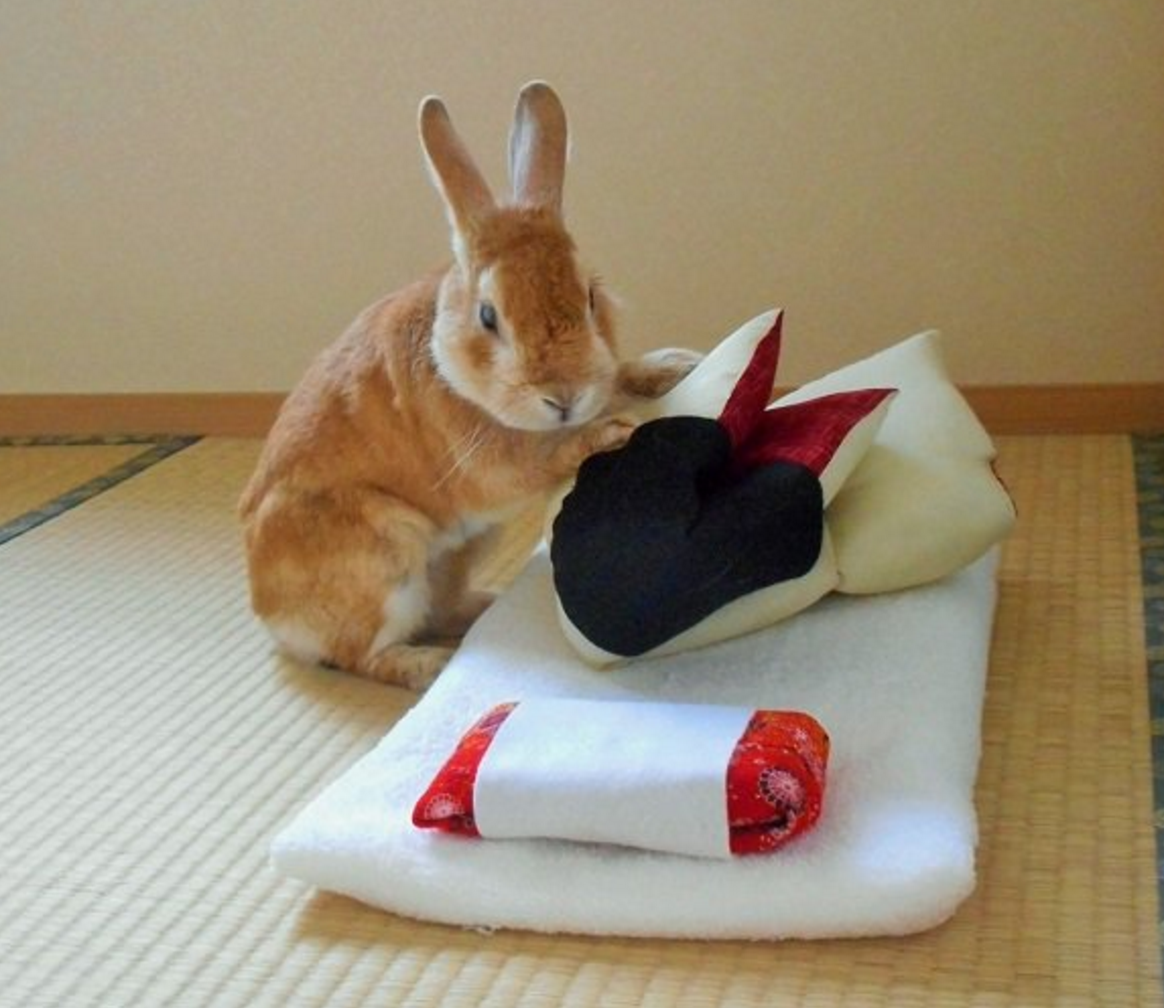 圖片來源:goen0414/twitter