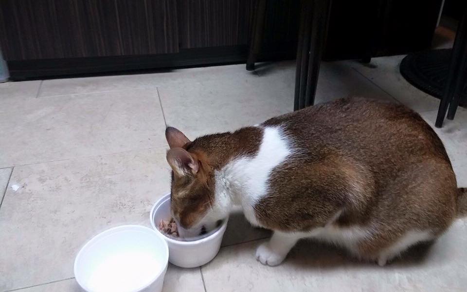 圖片來源:JoJo Lam/天下貓貓一樣貓