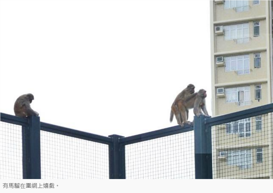 ​圖片來源：明報