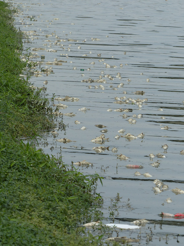 圖片來源：topick