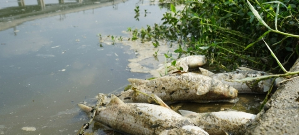 圖片來源：蘋果日報