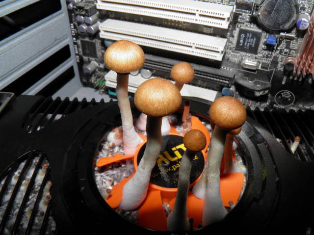 圖片來源：thjake