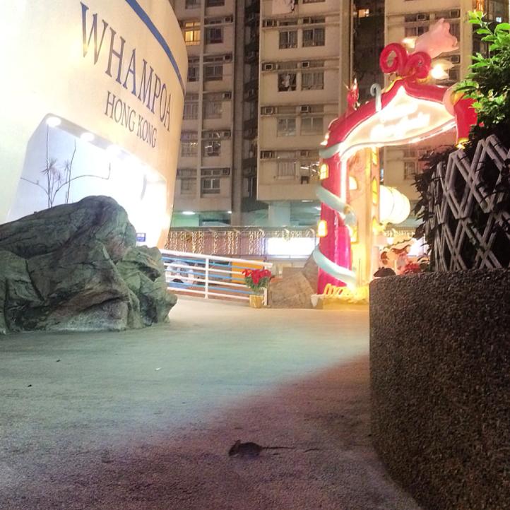 圖片來源：Chung Lam Chi