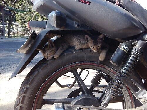 圖片來源:yakisoba/twitter