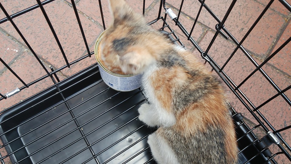 圖片來源：天下貓貓一樣貓