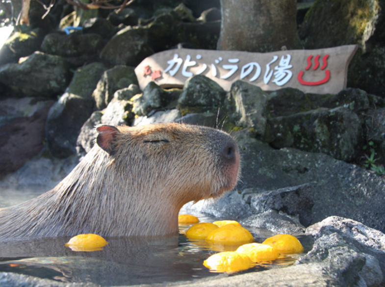 圖片來源：​izushaboten