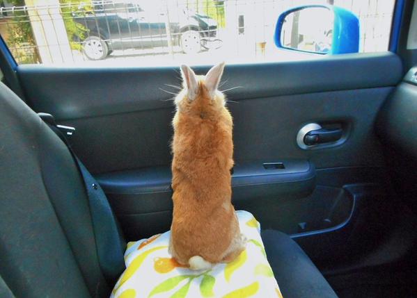 圖片來源:goen0414/ twitter