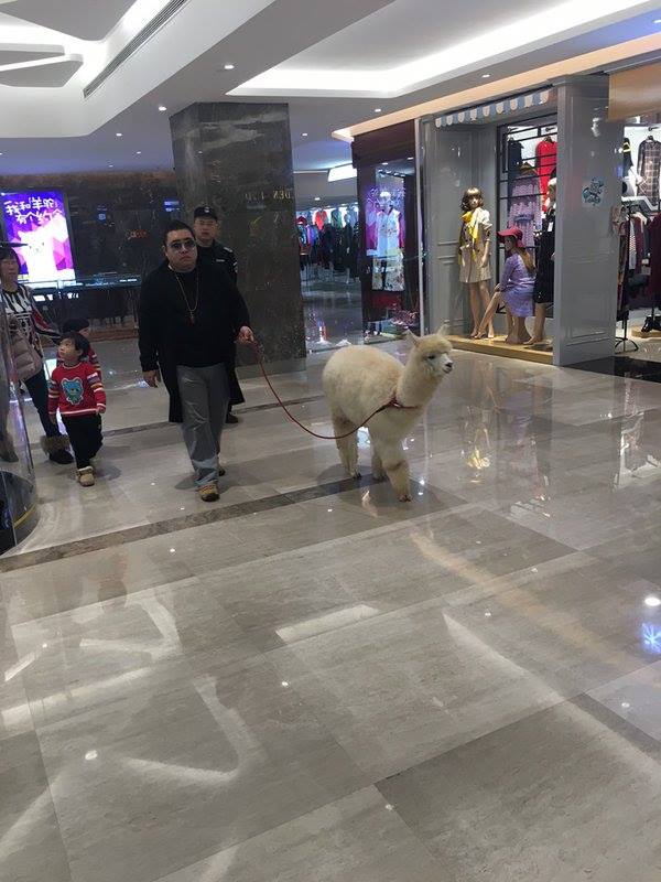 圖片來源：melomelochin／twitter 