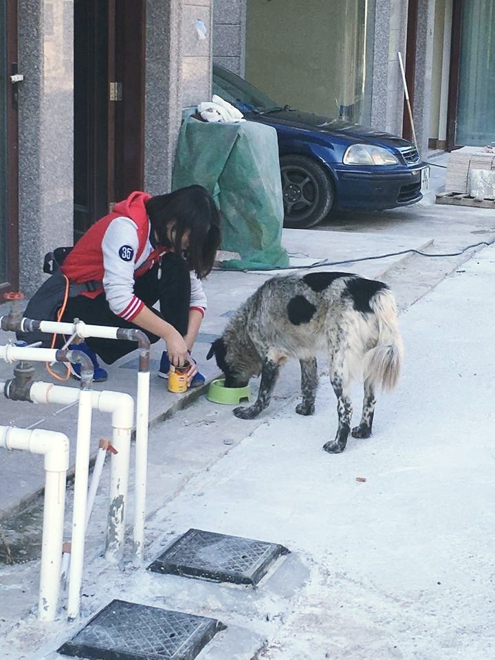 圖片來源:一隻名為熊貓的流浪狗故事 (待領養)