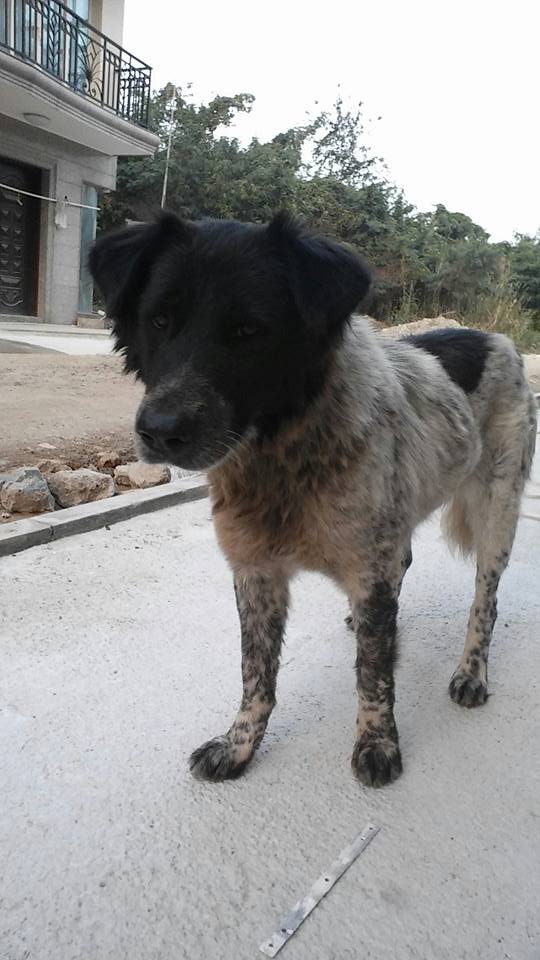 圖片來源:一隻名為熊貓的流浪狗故事 (待領養)