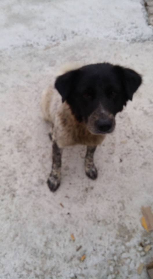 圖片來源:一隻名為熊貓的流浪狗故事 (待領養)