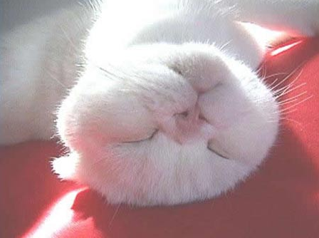 圖片來源：xinhuanet