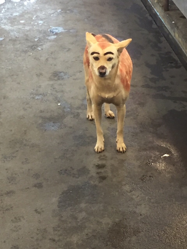 圖片來源:蘇靖雅/●【爆料公社】●