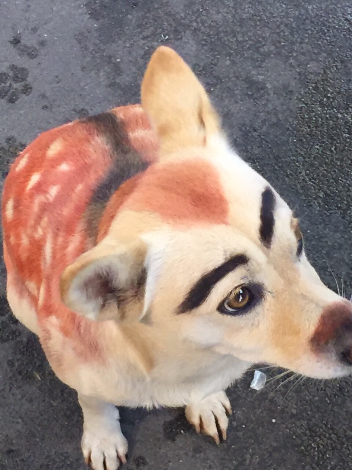 圖片來源:蘇靖雅/●【爆料公社】●