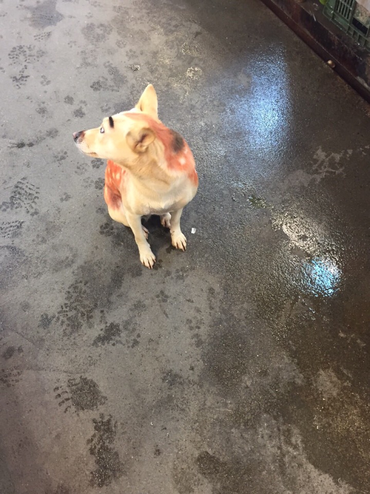 圖片來源:蘇靖雅/●【爆料公社】●