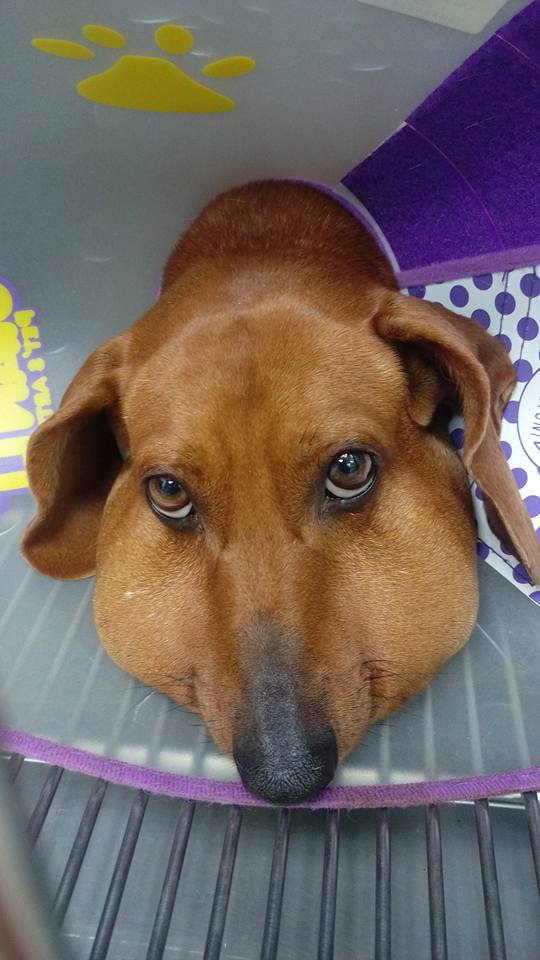 圖片來源:大心動物醫院