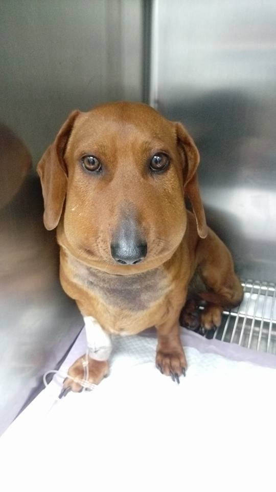 圖片來源:大心動物醫院