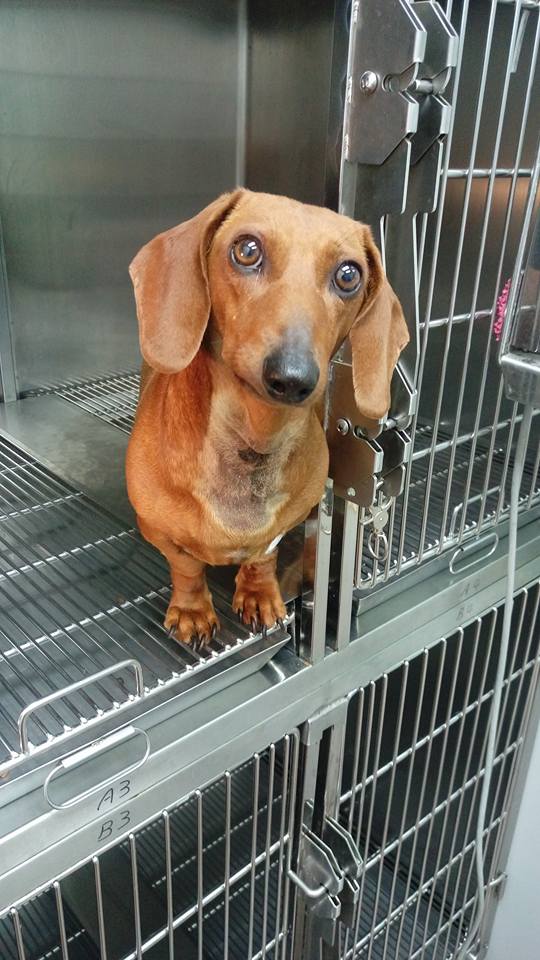 圖片來源:大心動物醫院