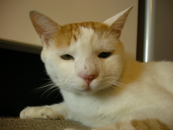 圖片來源:yahooblog.jp