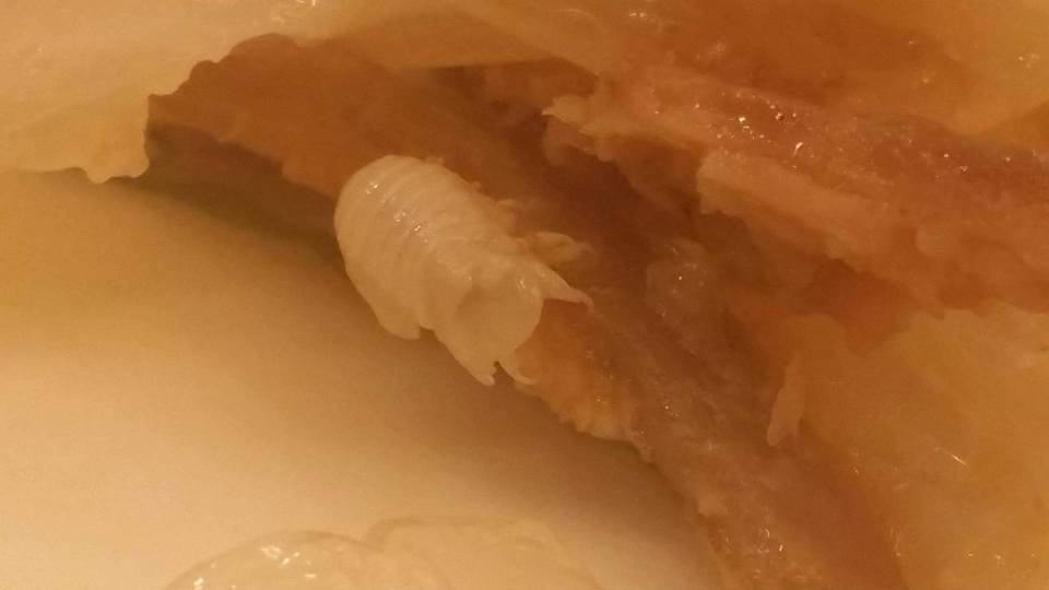 圖片來源：Ming Wat‎/North District 北區