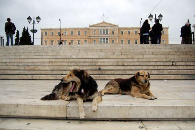 圖片來源：Eustratios Papanis/facebook