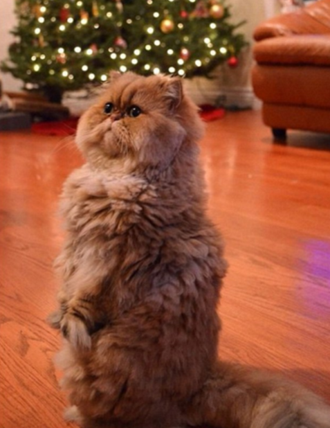 圖片來源:DailyMail