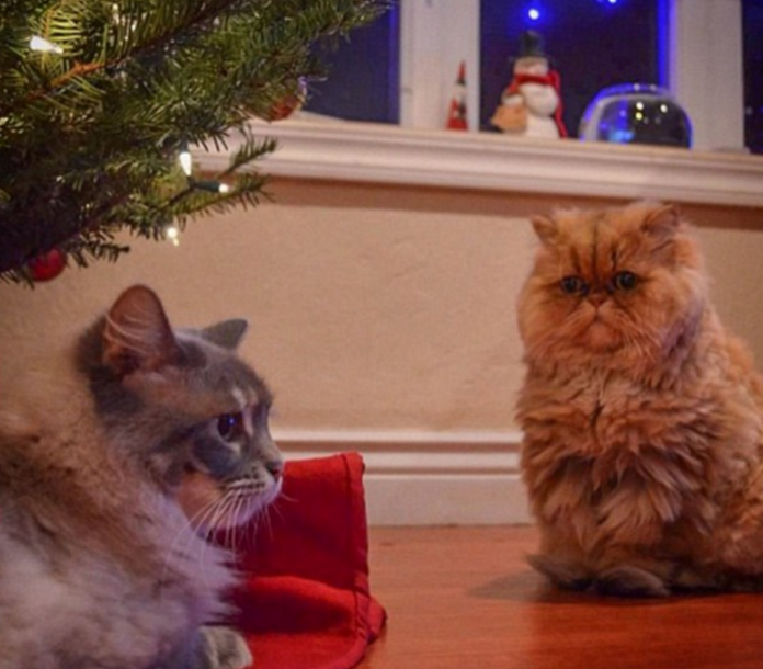 圖片來源:DailyMail