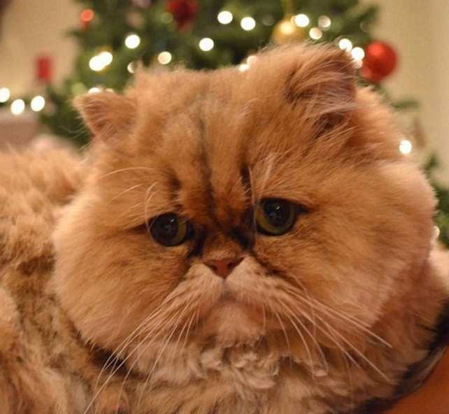 圖片來源:DailyMail