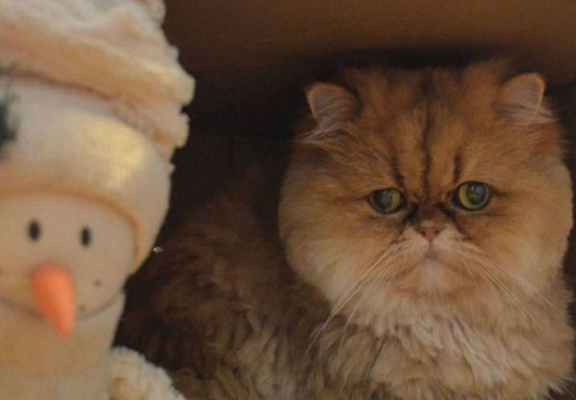 圖片來源:DailyMail