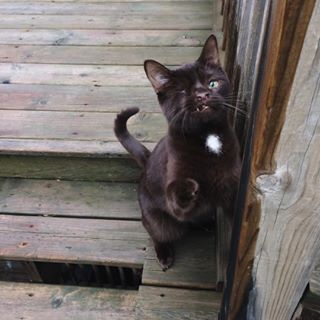 圖片來源:wesley_the_pirate_cat/instragram