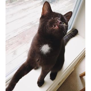 圖片來源:wesley_the_pirate_cat/instragram