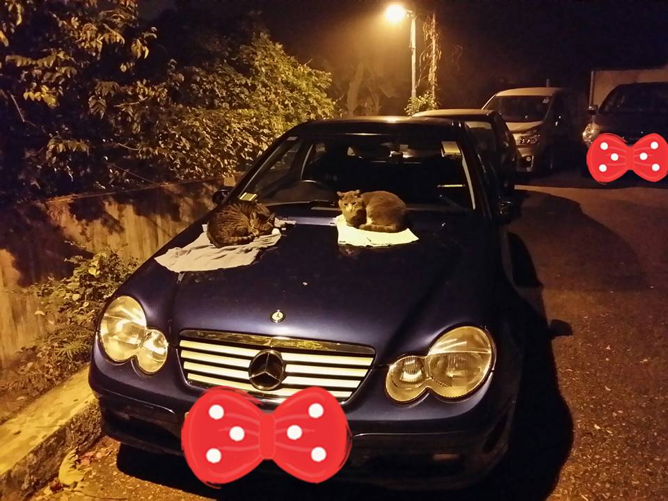 圖片來源：Dirt Rider Ivan‎/天下貓貓一樣貓