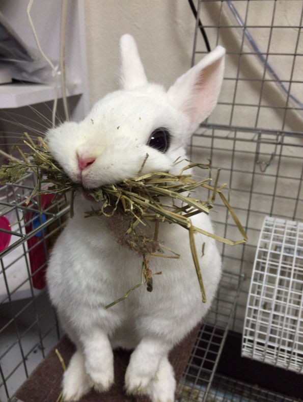 圖片來源：carrot666/twitter