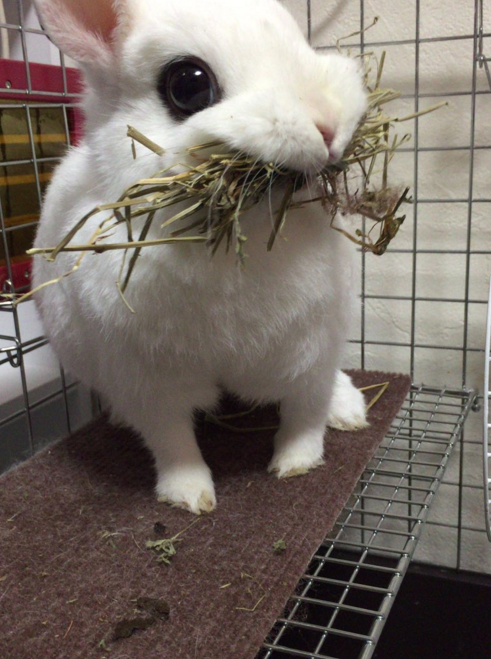 圖片來源：carrot666/twitter